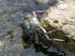 roatan bay honduras reef crabs along the resort board walks. by Chuck Duran 